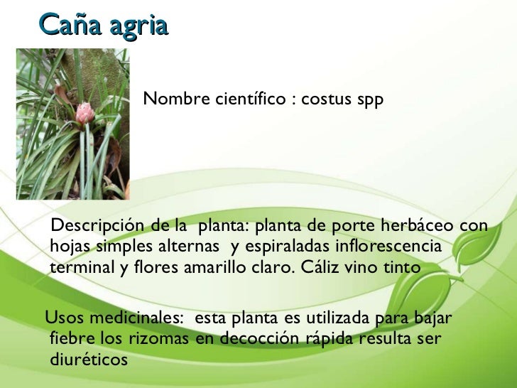 Presentacion De Plantas Medicinales Cartilla