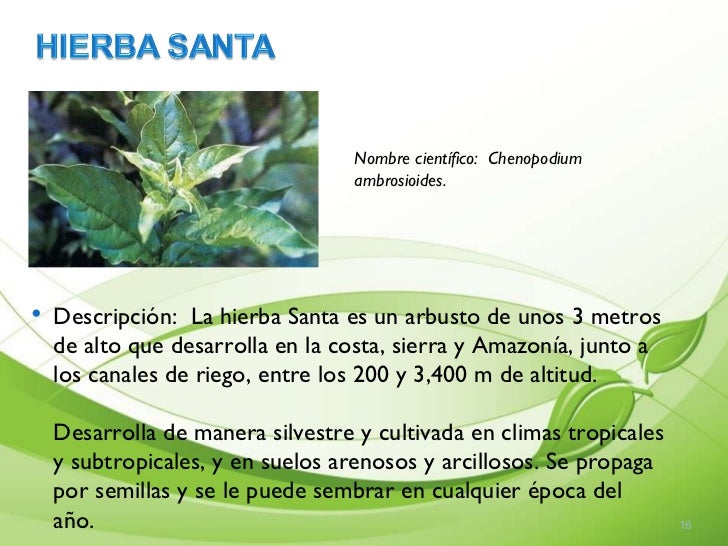 Presentaciòn de plantas medicinales cartilla Presentaciòn de plantas medicinales cartilla