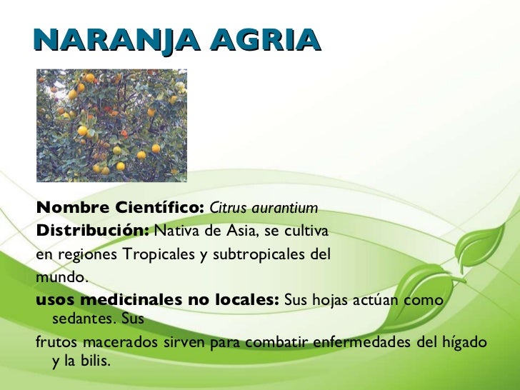 Presentacion De Plantas Medicinales Cartilla