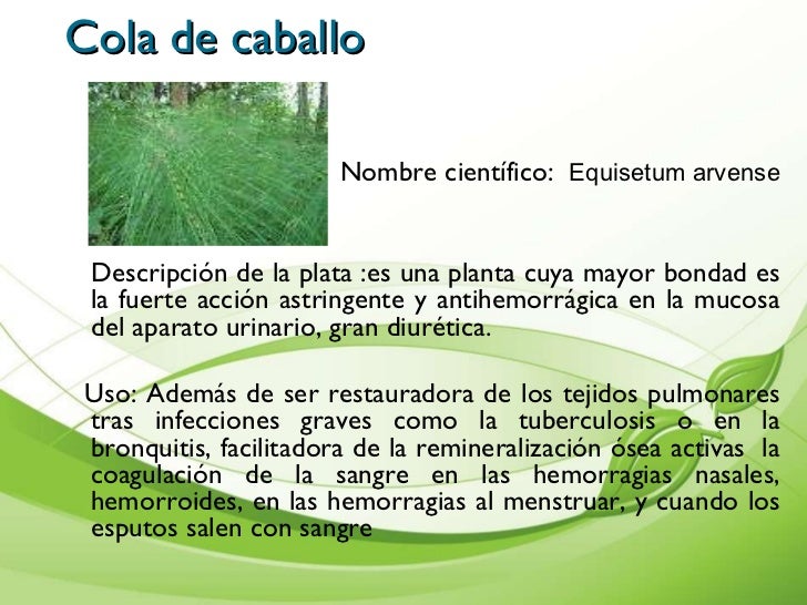 Presentacion De Plantas Medicinales Cartilla