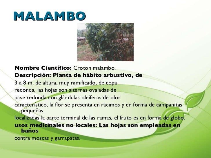 Presentaciòn de plantas medicinales cartilla Presentaciòn de plantas medicinales cartilla