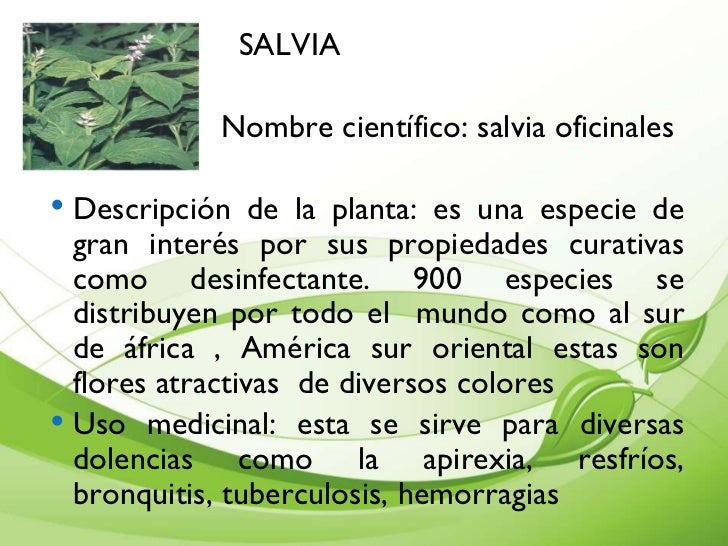 Presentacion De Plantas Medicinales Cartilla