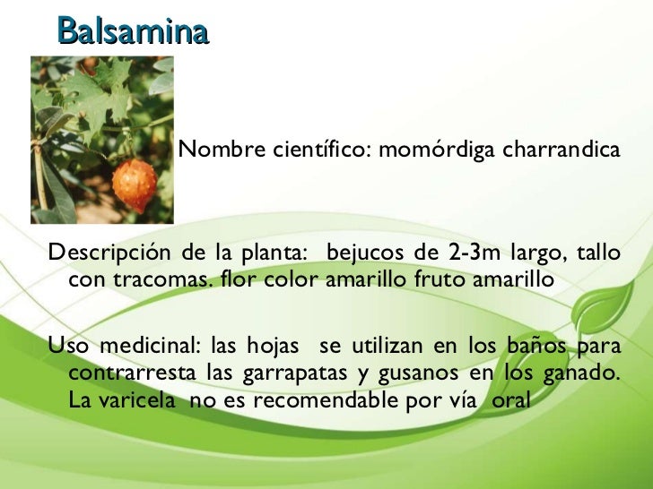 Presentaciòn de plantas medicinales cartilla Presentaciòn de plantas medicinales cartilla