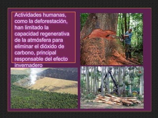 Actividades humanas,
como la deforestación,
han limitado la
capacidad regenerativa
de la atmósfera para
eliminar el dióxido de
carbono, principal
responsable del efecto
invernadero
 
