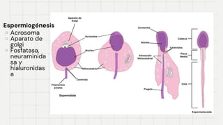 Espermiogénesis
Espermiogénesis
Acrosoma
Acrosoma
Aparato de
Aparato de
golgi
golgi
Fosfatasa,
Fosfatasa,
neuraminida
neuraminida
sa y
sa y
hialuronidas
hialuronidas
a
a
 
