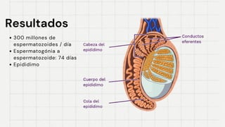 Resultados
Resultados
300 millones de
espermatozoides / día
Espermatogónia a
espermatozoide: 74 días
Epididimo
 