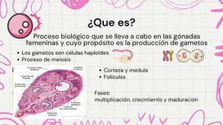 Proceso biológico que se lleva a cabo en las gónadas
Proceso biológico que se lleva a cabo en las gónadas
femeninas y cuyo propósito es la producción de gametos
femeninas y cuyo propósito es la producción de gametos
¿Que es?
¿Que es?
Los gametos son células haploides
Los gametos son células haploides
Proceso de meiosis
Proceso de meiosis
Corteza y medula
Corteza y medula
Folículos
Folículos
Fases:
Fases:
multiplicación, crecimiento y maduración
multiplicación, crecimiento y maduración
 