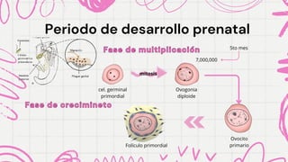Periodo de desarrollo prenatal
Periodo de desarrollo prenatal
Fase de multiplicación
Fase de multiplicación
cel. germinal
primordial
mitosis
Ovogonia
diploide
Fase de crecimineto
Fase de crecimineto
Ovocito
primario
Folículo primordial
7,000,000
5to mes
 