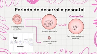 Periodo de desarrollo posnatal
Periodo de desarrollo posnatal
Ovocito primario
en profase
Ovocito secundario
Primer corpúsculo
polar
Ovulación
Ovulación
Ovocito secundario en
metafase
 