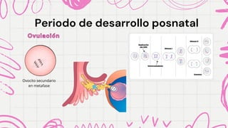 Periodo de desarrollo posnatal
Periodo de desarrollo posnatal
Ovulación
Ovulación
Ovocito secundario
en metafase
 