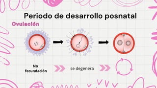 Periodo de desarrollo posnatal
Periodo de desarrollo posnatal
Ovulación
Ovulación
No
fecundación
se degenera
 