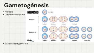 Gametogénesis
Gametogénesis
Meiosis
Citodiferenciación
Variabilidad genética
 