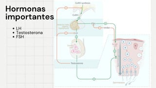 Hormonas
Hormonas
importantes
importantes
LH
LH
Testosterona
Testosterona
FSH
FSH
 