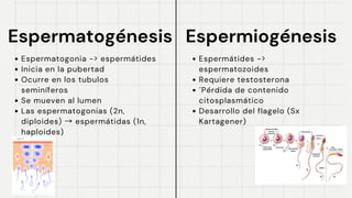 Espermatogénesis
Espermatogénesis
Espermatogonia -> espermátides
Inicia en la pubertad
Ocurre en los tubulos
seminíferos
Se mueven al lumen
Las espermatogonias (2n,
diploides) → espermátidas (1n,
haploides)
Espermiogénesis
Espermiogénesis
Espermátides ->
espermatozoides
Requiere testosterona
´Pérdida de contenido
citosplasmático
Desarrollo del flagelo (Sx
Kartagener)
 