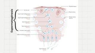 Espermatogénesis
Espermatogénesis
 