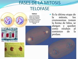 FASES DE LA MITOSIS
TELOFASE
 Es la última etapa de

la
mitosis,
los
cromosomas toman
la forma de hilos, se
alargan y quedan
como estaban al
comienzo
de
la
profase.

 