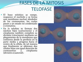FASES DE LA MITOSIS
TELOFASE
 El

huso mitótico se rompe,
reaparece el nucléolo y se forma
una membrana nuclear alrededor
de los cromosomas, los cuales
pasan a un estado no condensado
o cromatina.
 En la telofase se forman dos
núcleos hijos (cariocinesis) y el
citoplasma también completa su
división (citocinesis) mediante un
plegamiento de la membrana que
comienza desde la periferia en la
parte media y progresa hacia el
centro de la célula, de tal manera
que finalmente se obtienen dos
células hijas con igual dotación de
cromosomas
y
citoplasma
(división ecuatorial).

 