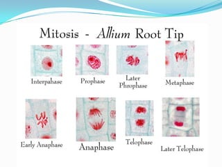 Presentación de reproducción celular