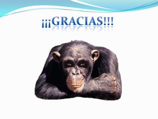 Presentación de reproducción celular