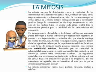 LA MITOSIS
 La mitosis asegura la distribución exacta y equitativa de los
cromosomas en cada una de las células hijas, de modo que cada célula
tenga exactamente el mismo número y tipo de cromosomas que las
demás células de la misma especie. Esto garantiza que la información
genética (juego de cromosomas) se distribuya exactamente en cada
uno de los núcleos hijos, en donde cada célula tendrá toda la
información genética para la totalidad de las características del
organismo.
 En los organismos pluricelulares, la división mitótica no solamente
puede dar origen a nuevos individuos por reproducción vegetativa en
plantas o por fragmentación en animales, sino que además, restituye
las células muertas, sana heridas y en algunos casos, regenera tejidos
dañados o perdidos del cuerpo. En organismos unicelulares, la mitosis
es una forma de producir mucha progenie idéntica. Esto conlleva
una variabilidad mínima, formando, por su capacidad de
adaptabilidad, una ventaja en condiciones ambientales estables y una
desventaja cuando estas condiciones cambian. Los organismos
unicelulares se reproducen habitualmente mediante mitosis, así que
las células hijas son exactamente iguales a la progenitora. En este
mecanismo de reproducción no interviene el sexo, por lo que se
denomina reproducción asexual.
 La mitosis comprende cuatro fases: profase, metafase, anafase y
telofase.

 