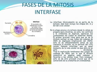 FASES DE LA MITOSIS
INTERFASE
La interfase técnicamente no es parte de la
mitosis, más bien incluye los etapas G1, S y
G2 del ciclo celular.
Es la etapa previa a la mitosis donde la célula se
prepara para dividirse, en esta, los centríolo
y la cromatina se duplican, aparecen los
cromosomas los cuales se observan dobles.
El primer proceso clave para que se de la
división nuclear es que todas las cadenas de
ADN se dupliquen (replicación del ADN);
esto se da inmediatamente antes de que
comience la división, en un período del ciclo
celular llamado interfase, que es aquel
momento de la vida celular en que ésta no se
está
dividiendo.
Tras la replicación tendremos dos juegos de
cadenas de ADN, por lo que la mitosis
consistirá en separar esas cadenas y
llevarlas a las células hijas. Para conseguir
esto se da otro proceso crucial que es la
conversión de la cromatina en cromosomas.

 