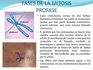 FASES DE LA MITOSIS
PROFASE
 Cada cromosoma consta de dos hebras

llamadas cromátidas, las cuales se mantienen
unidas por una parte llamada centrómero,
poseen además, una zona externa llamada
cinetocoro.
 A medida que los cromosomas se hacen más
visibles ocurren dos eventos dentro de la
célula, la membrana del núcleo y una porción
contenida en él llamada nucléolo se
desintegran y aparece una nueva estructura
tridimensional en forma de balón de futbol
americano denominada huso mitótico.
Consiste de microtúbulos que se extienden
por la célula.
 Las fibras del huso mitótico guían a los
cromosomas en sus movimientos durante la
mitosis.

 