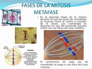 FASES DE LA MITOSIS
METAFASE
 Es la segunda etapa de la mitosis
durante la cual los pares de cromátidas
se mueven hacia el centro o ecuador
de la célula. Las cromátidas se
disponen en una fila formando ángulos
rectos con las fibras del huso mitótico.

El
centrómero
de
cada
par de
cromátidas se pega a una fibra del huso
mitótico.

 