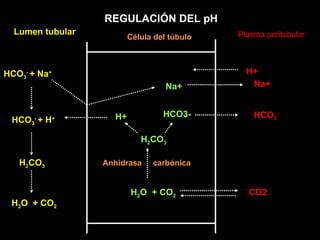 REGULACIÓN DEL pH Lumen tubular Plasma peritubular Célula del túbulo HCO 3 -  + Na + HCO 3 -  + H + H 2 CO 3 H 2 O  + CO 2 H 2 CO 3 H+ HCO3- H 2 O  + CO 2 Anhidrasa  carbónica HCO 3 - CO2 Na+ Na+ H+ 