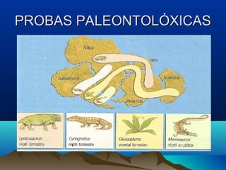 PROBAS PALEONTOLÓXICASPROBAS PALEONTOLÓXICAS
 