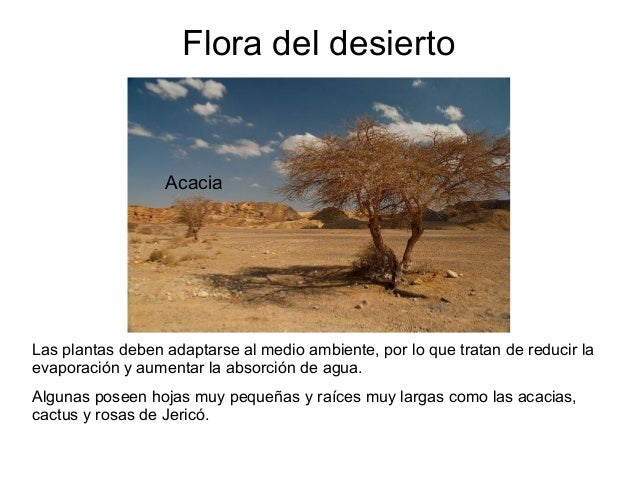 Presentación desierto
