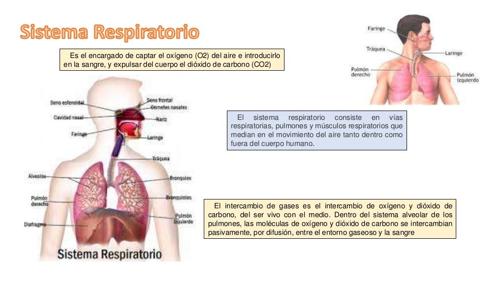 Presentación de sistema respiratorio