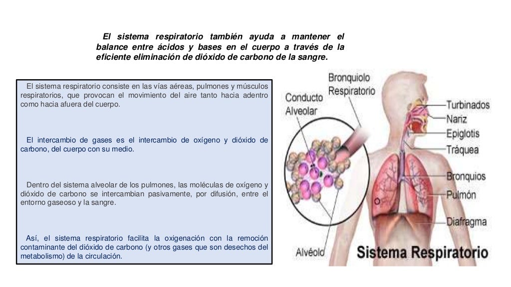 Presentación de sistema respiratorio