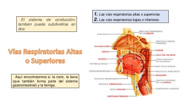 Aparato respiratorio - Wikipedia, la enciclopedia libre