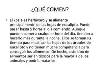 ¿QUÉ COMEN?
• El koala es herbívoro y se alimenta
principalmente de las hojas de eucalipto. Puede
pasar hasta 5 horas al día comiendo. Aunque
pueden comer a cualquier hora del día, tienden a
hacerlo más durante la noche. Ellos se toman su
tiempo para masticar las hojas de los árboles de
eucalipto y no tienen mucha competencia para
conseguir los alimentos. De hecho, este tipo de
alimentos serían tóxicos para la mayoría de los
animales y podría matarlos.
 