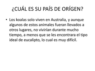¿CUÁL ES SU PAÍS DE ORÍGEN?
• Los koalas solo viven en Australia, y aunque
algunos de estos animales fueran llevados a
otros lugares, no vivirían durante mucho
tiempo, a menos que se les encontrara el tipo
ideal de eucalipto, lo cual es muy difícil.
 