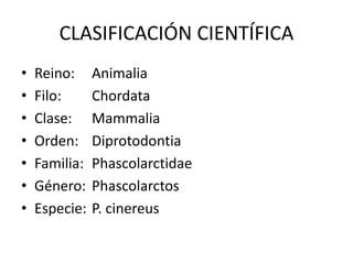 CLASIFICACIÓN CIENTÍFICA
• Reino: Animalia
• Filo: Chordata
• Clase: Mammalia
• Orden: Diprotodontia
• Familia: Phascolarctidae
• Género: Phascolarctos
• Especie: P. cinereus
 