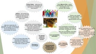Philip Slater: definimos la
existencia en sociedad (en
oposición al "estado en
naturaleza")

Para Marcel Sire, estas
sociedades y las humanas
convergen en la
división del trabajo

Ardrey: "el hombre es
hombre porque durante
millones de años en
evolución ha matado
para vivir".

algunas especies de
primates, lo cual contribuyó al
animar el debate en el campo
de la socialización y
aprendizaje de estos.

Tienen una rígida
división del trabajo, con
individuos muy
diferenciados entre sí

Las teorías evolucionistas de
Darwin fueron, según Freud,
una de las tres grandes
ofensas históricas al
narcisismo de la Humanidad:
"la ofensa biológica".

Tras la II Guerra Mundial, los
estudios etológicos se
extenderán a especies
animales que antes no habían
merecido la atención

El debate
sobre el
continuo
social

Etología y
sociología

Las sociedades superiores de
insectos (abejas, hormigas y
termitas), constituyen uno de
los
tipos de sociedades animales
más antiguas conocidas.
Las sociedades
animales

SOCIEDADES
ANIMALES Y
SOCIEDADES
HUMANAS

Los orígenes
de la sociedad
humana

por su capacidad de crear y
transmitir cultura, la
indagación
sobre el tiempo y la manera
en que surgen las culturas
humanas es el interrogante
necesario.

El propio concepto de
cultura delimita
claramente al hombre
del resto de las
especies animales

 