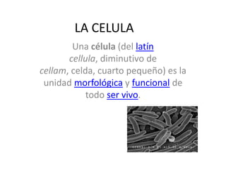 LA CELULA Una célula (del latíncellula, diminutivo de cellam, celda, cuarto pequeño) es la unidad morfológica y funcional de todo ser vivo.