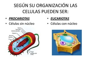 SEGÚN SU ORGANIZACIÓN LAS CELULAS PUEDEN SER:EUCARIOTASCélulas con núcleoPROCARIOTASCélulas sin núcleo