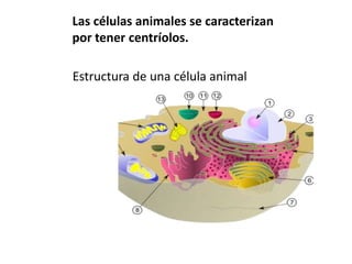 Las células animales se caracterizan por tener centríolos.Estructura de una célula animal