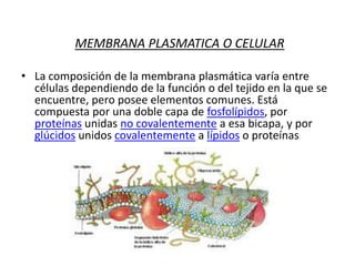 MEMBRANA PLASMATICA O CELULARLa composición de la membrana plasmática varía entre células dependiendo de la función o del tejido en la que se encuentre, pero posee elementos comunes. Está compuesta por una doble capa de fosfolípidos, por proteínas unidas no covalentemente a esa bicapa, y por glúcidos unidos covalentemente a lípidos o proteínas