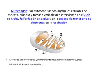 Mitocondria: Las mitocondrias son orgánulos celulares de aspecto, número y tamaño variable que intervienen en el ciclo de Krebs, fosforilaciónoxidativa y en la cadena de transporte de electrones de la respiraciónModelo de una mitocondria: 1, membrana interna; 2, membrana externa; 3, cresta mitocondrial; 4, matriz mitocondrial.