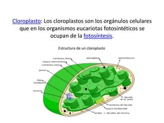 Cloroplasto: Los cloroplastos son los orgánulos celulares que en los organismos eucariotas fotosintéticos se ocupan de la fotosíntesis. Estructura de un cloroplasto