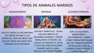 TIPOS DE ANIMALES MARINOS
EQUINODERMOS
EN ESTE GRUPO SE ENCUENTRAN
LOS ERIZOS DE MAR O LAS
ESTRELLAS. SON UN GRUPO QUE
SUELEN TENER UNA PARTE MUY
ESPINOSA EN SU INTERIOR.
ESPONJAS
SON MUY PRIMITIVOS. TIENEN
UNA RECUBIERTA DE
PEQUEÑOS AGÜEROS Y POROS
INHALANTES A TRAVÉS LOS
CUALES LES INGRESA EL AGUA
Y ESTA SALE POR UN AGÜERO
GRANDE QUE SE LLAMA
ÓSCULO. NO TIENEN TEJIDOS.
GUSANOS MARINOS
SON LOS EQUIUROS,
NEMERTINOS Y
PLATELMINTOS. TIENEN
COMO FORMA PARTICULAR
QUE NO TIENEN RELACIÓN
ENTRE ELLOS Y QUE SU
CUERPO ES MUY BLANDO Y
COMPLETAMENTE
 