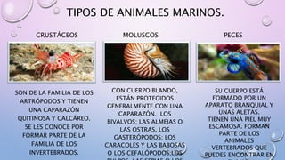 TIPOS DE ANIMALES MARINOS.
CRUSTÁCEOS
SON DE LA FAMILIA DE LOS
ARTRÓPODOS Y TIENEN
UNA CAPARAZÓN
QUITINOSA Y CALCÁREO.
SE LES CONOCE POR
FORMAR PARTE DE LA
FAMILIA DE LOS
INVERTEBRADOS.
MOLUSCOS
CON CUERPO BLANDO,
ESTÁN PROTEGIDOS
GENERALMENTE CON UNA
CAPARAZÓN. LOS
BIVALVOS; LAS ALMEJAS O
LAS OSTRAS, LOS
GASTERÓPODOS; LOS
CARACOLES Y LAS BABOSAS
O LOS CEFALÓPODOS;LOS
PECES
SU CUERPO ESTÁ
FORMADO POR UN
APARATO BRANQUIAL Y
UNAS ALETAS.
TIENEN UNA PIEL MUY
ESCAMOSA. FORMAN
PARTE DE LOS
ANIMALES
VERTEBRADOS QUE
PUEDES ENCONTRAR EN
 
