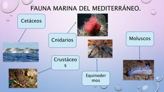 FAUNA MARINA DEL MEDITERRÁNEO.
Cetáceos
Cnidarios
Crustáceo
s
Equinoder
mos
Moluscos
 