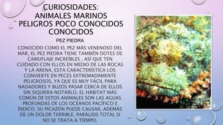 CURIOSIDADES:
ANIMALES MARINOS
PELIGROS POCO CONOCIDOS
CONOCIDOS
PEZ PIEDRA
CONOCIDO COMO EL PEZ MÁS VENENOSO DEL
MAR, EL PEZ PIEDRA TIENE TAMBIÉN DOTES DE
CAMUFLAJE INCREÍBLES , ASÍ QUE TEN
CUIDADO CON ELLOS EN MEDIO DE LAS ROCAS
Y LA ARENA, ESTA CARACTERÍSTICA LOS
CONVIERTE EN PECES EXTREMADAMENTE
PELIGROSOS, YA QUE ES MUY FÁCIL PARA
NADADORES Y BUZOS PASAR CERCA DE ELLOS
SIN SIQUIERA NOTARLO. EL HÁBITAT MÁS
COMÚN DE ESTOS ANIMALES SON LAS AGUAS
PROFUNDAS DE LOS OCÉANOS PACÍFICO E
ÍNDICO. SU PICAZÓN PUEDE CAUSAR, ADEMÁS
DE UN DOLOR TERRIBLE, PARÁLISIS TOTAL SI
NO SE TRATA A TIEMPO.
 