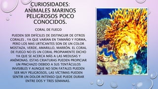 CURIOSIDADES:
ANIMALES MARINOS
PELIGROSOS POCO
CONOCIDOS.
CORAL DE FUEGO
PUEDEN SER DIFÍCILES DE DISTINGUIR DE OTROS
CORALES , YA QUE VARÍAN EN TAMAÑO Y FORMA,
PERO LOS MAS URTICANTES SON DE UN COLOR
MOSTAZA, VERDE, AMARILLO, MARRÓN. EL CORAL
DE FUEGO NO ES UN CORAL PROPIAMENTE DICHO
YA QUE SE ACERCA MÁS A LAS MEDUSAS Y
ANÉMONAS. ESTAS CRIATURAS PUEDEN PROPICIAR
UN PINCHAZO DEBIDO A SUS TENTÁCULOS
INVISIBLES Y AUNQUE NO SON FATALES PUEDEN
SER MUY PELIGROSOS, LAS VÍCTIMAS PUEDEN
SENTIR UN DOLOR INTENSO QUE PUEDE DURAR
ENTRE DOS Y TRES SEMANAS.
 