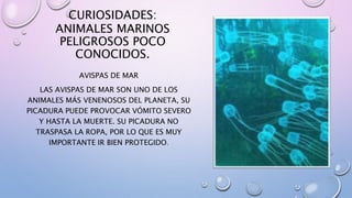 CURIOSIDADES:
ANIMALES MARINOS
PELIGROSOS POCO
CONOCIDOS.
AVISPAS DE MAR
LAS AVISPAS DE MAR SON UNO DE LOS
ANIMALES MÁS VENENOSOS DEL PLANETA, SU
PICADURA PUEDE PROVOCAR VÓMITO SEVERO
Y HASTA LA MUERTE. SU PICADURA NO
TRASPASA LA ROPA, POR LO QUE ES MUY
IMPORTANTE IR BIEN PROTEGIDO.
 