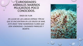 CURIOSIDADES:
ANIMALES MARINOS
PELIGROSOS POCO
CONOCIDOS.
ERIZO DE FLOR
EN LUGAR DE LAS LARGAS ESPINAS TÍPICAS
QUE SE ENCUENTRAN EN LOS ERIZOS DE MAR,
ESTE ERIZO TIENE NUMEROSAS FLORES QUE
SON VENENOSAS, CAUSANDO PARÁLISIS Y
MUERTE.
 